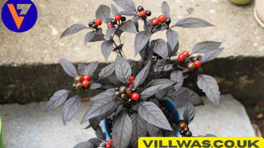 black pearl hot pepper