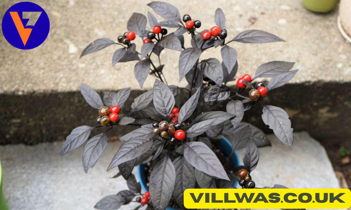 black pearl hot pepper